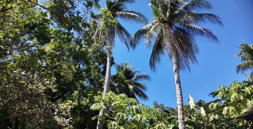 - El Salvador Realty